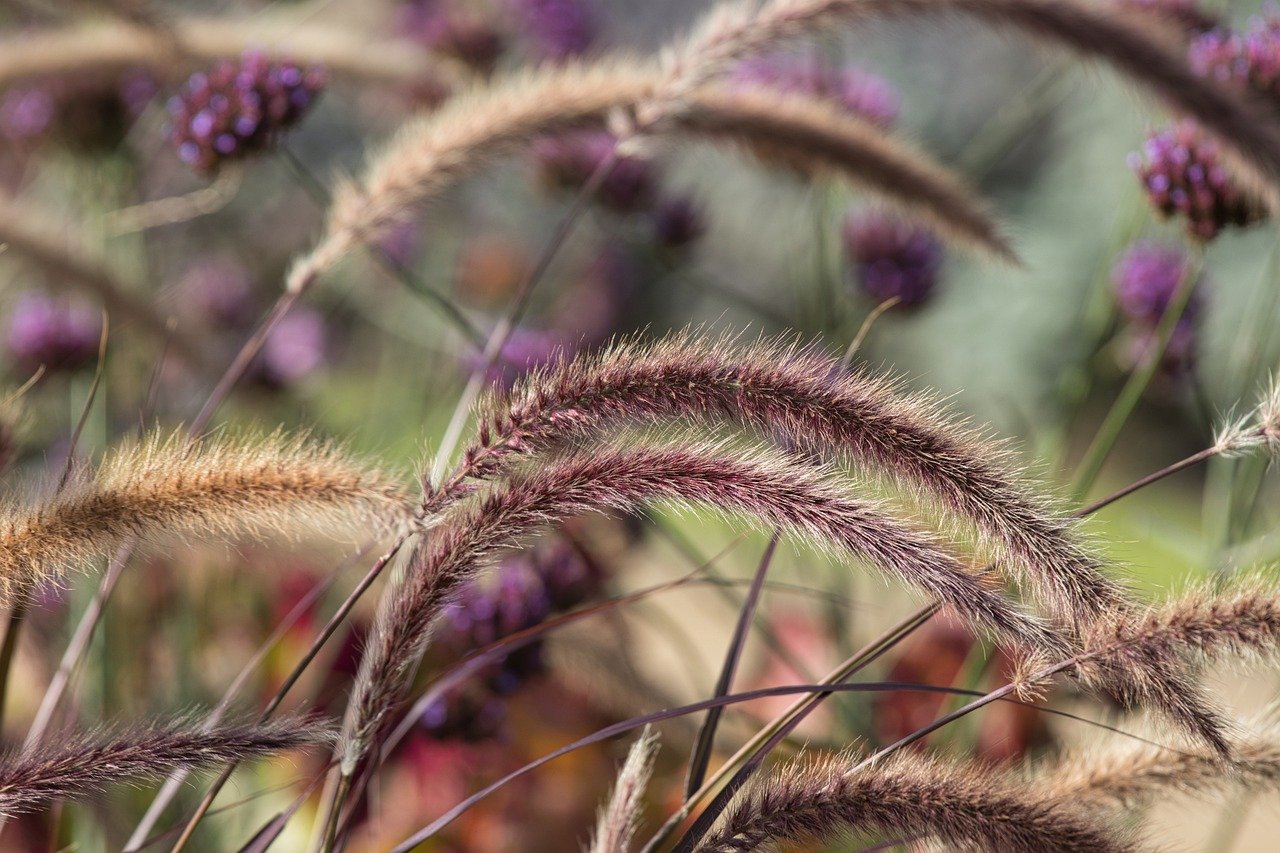 Best Plants for Controlling Erosion in Your Garden